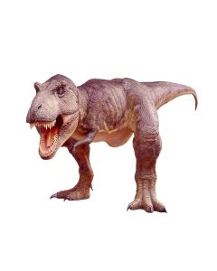 Dinosaurier Tyrannosaurus sehr groß lebensgroß