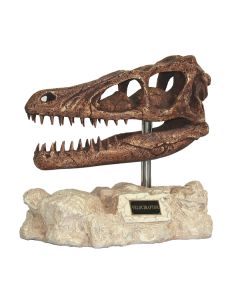 Dinosaurier Velociraptor auf Stein lebensgroß
