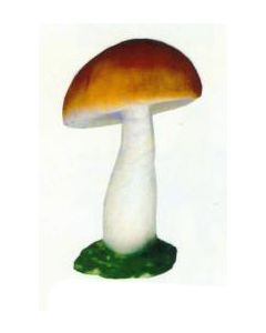 großer Butterpilz auf Wiese vergrößert