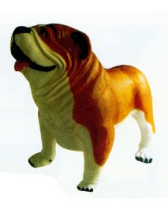 Englische Bulldogge XXXL braun weiß übergroß XXL