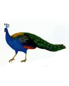 Pfau Weibchen bunt lebensgroß