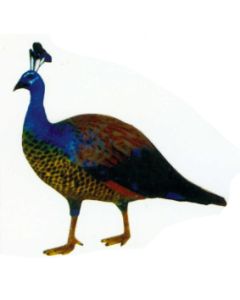 Pfau Männchen bunt lebensgroß