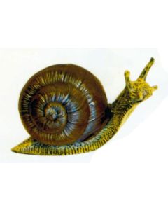 Schnecke mit großem Schneckenhaus vergrößert