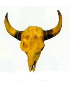 Schädel vom Stier lebensgroß