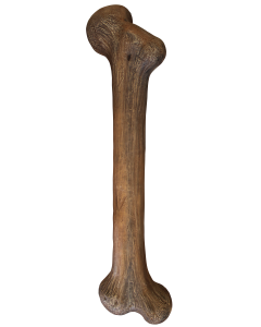 Dinoknochen lang lebensgroß