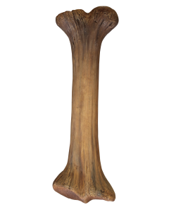 Dinoknochen mittel lebensgroß