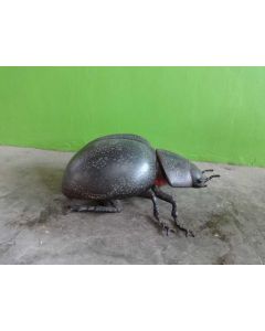 Käfer XXL keine Angabe