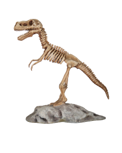 T-Rex Skelett auf Plattform lebensgroß