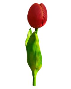 rote Tulpe vergrößert
