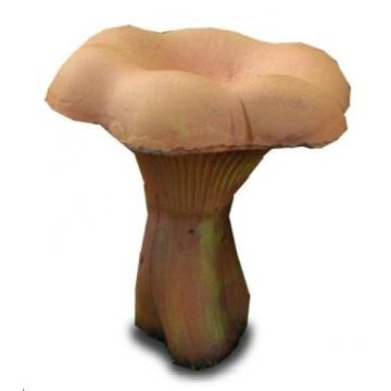 Pfifferling mittelgroß vergrößert