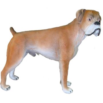 Hund, Boxer lebensgroß